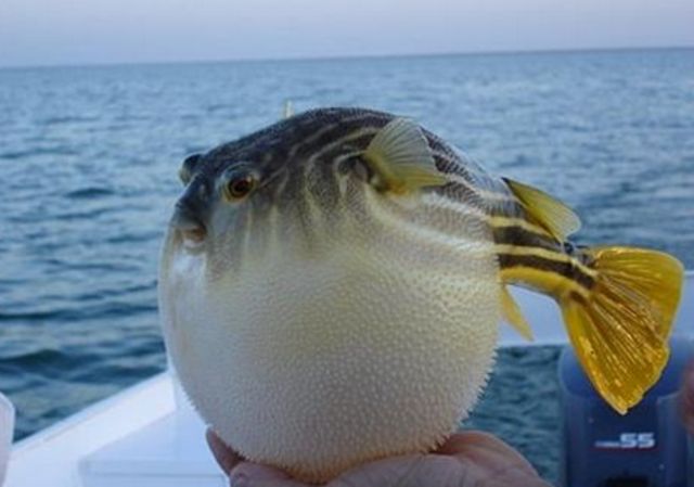 黑坑釣魚!好的配方在這裡